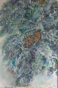 Fir tree paw